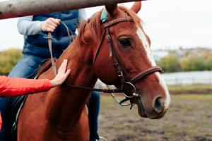 Droit des sports hippiques Lille