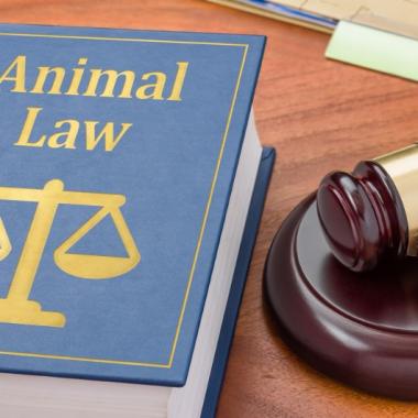 Droit des animaux Droit des animaux